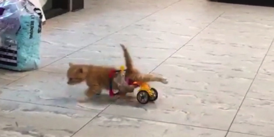 Gattino ha ricevuto una sedia a rotelle Lego
