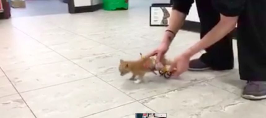 Gattino malato ha ricevuto una sedia a rotelle Lego