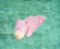 Presentazione del gioco: Salvagenti e palloni da spiaggia Pokémon