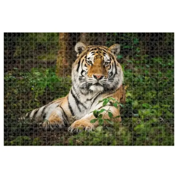 Animal Planet: Tigre puzzle da 1000 pezzi immagine 2