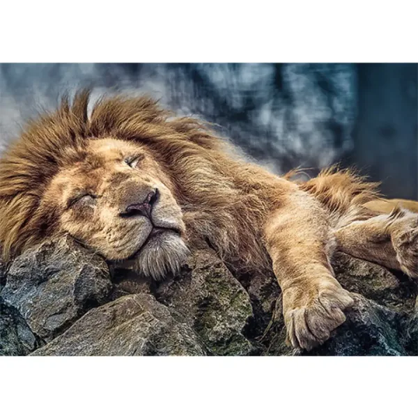 Puzzle premium da 1000 pezzi "Leone addormentato" - Trefl immagine 2