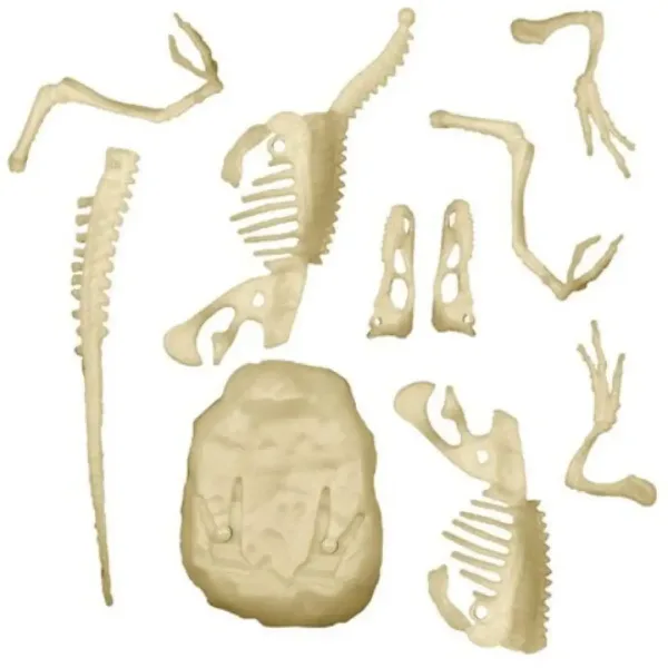 Science&Play: Archeofun Velociraptor Luminoso set da archeologo - Clementoni immagine 3