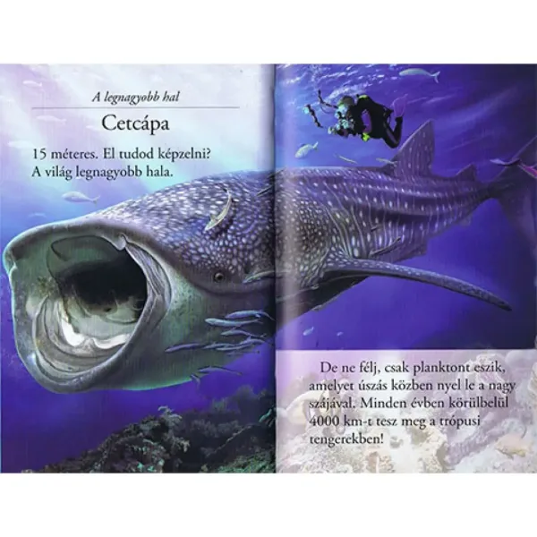 Leggi con noi! (2) - Il mondo degli squali libro per bambini immagine 3