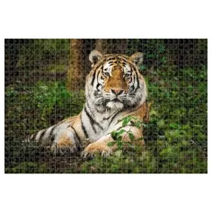 Animal Planet: Tigre puzzle da 1000 pezzi immagine 2