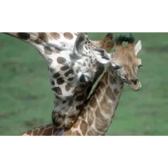Diapositiva di animali e i loro cuccioli immagine 2