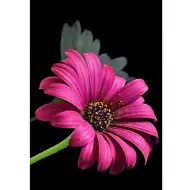 Mosaico di diamanti: Set di pittura a diamante Gerbera 10x15cm