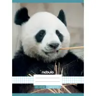 Nebulo: Quaderno spillato a quadretti con motivo panda 87-32 A/4