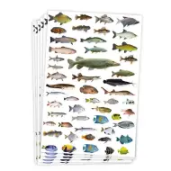 PlayBox: Adesivi di pesce 300 pezzi