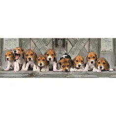 Puzzle panoramico da 1000 pezzi con cuccioli di Beagle 98x33cm - Clementoni immagine 2