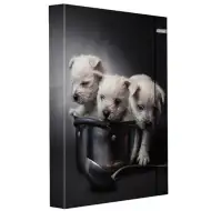 Spirit: Scatola per quaderni con elastico cuccioli formato A/4