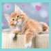 Dolci micetti 3 in 1 puzzle - Trefl