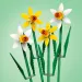 LEGO®: Narcisi (40747)