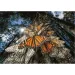 National Geographic - Farfalle meravigliose puzzle 1000 pezzi - Clementoni