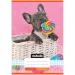 Nebulo: Quaderno a quadretti formato A/5, 27-32, con copertina pinzata e motivo a bulldog francese