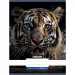 Nebulo: Quaderno a righe formato A/4 81-32 con motivo tigre