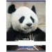 Nebulo: Quaderno liscio Panda A4 80-32