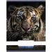 Nebulo: Quaderno semplice Tigris A4 80-32
