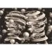 Novo Art: M. C. Escher - Il legame dellunità (Bond of Union) puzzle da 1000 pezzi - Clementoni