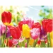 Pittura diamante: Set di pittura con diamanti con tulipani 40x50 cm
