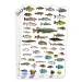 PlayBox: Adesivi di pesce 300 pezzi