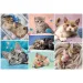 Puzzle 100 pezzi con gatti - Trefl