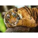 Puzzle da 500 pezzi con ritratto di tigre - Trefl