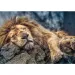 Puzzle premium da 1000 pezzi "Leone addormentato" - Trefl