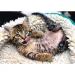 Puzzle premium da 1000 pezzi con gattino allegro - Trefl