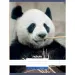 Quaderno a righe formato A4 81-32 con motivo panda