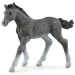 Schleich: Puledro Trakehner figura (13944)