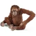 Schleich: Wild Life - Animali dellAsia set iniziale di 4 figure (42736)