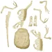 Science&amp;Play: Archeofun Velociraptor Luminoso set da archeologo - Clementoni