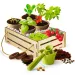 Science &amp; Play: Set da gioco del giardiniere scientifico - Clementoni