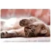 Spirit: Piccolo Gatto tappetino da scrivania 60x40cm