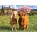Amici della fattoria puzzle da 500 pezzi - Trefl immagine 2