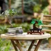 LEGO® Creator: Albero di bonsai (10281) immagine 5